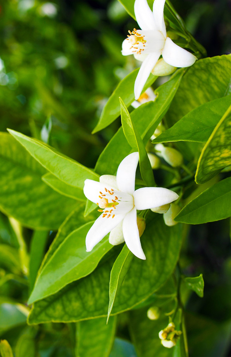 Menù Fiori d'Arancio