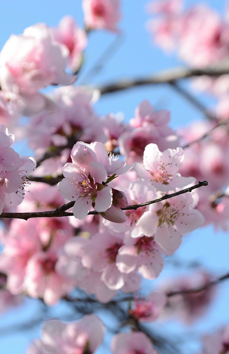 Menù Fiori di Pesco